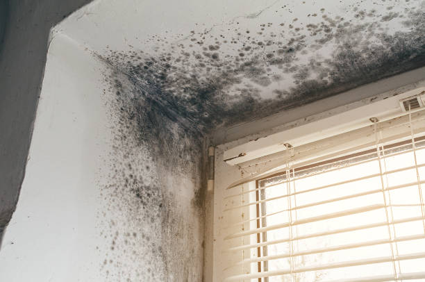Affordable Attic Mold Remediation solutions in Glencoe, MN