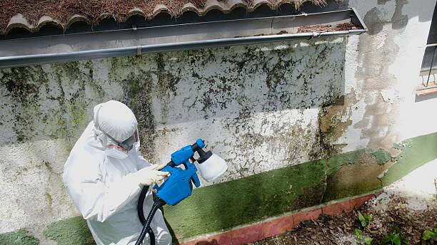 Top rated local Attic Mold Remediation specialists in Glencoe, MN